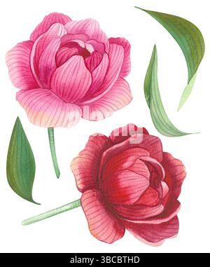 Set Blumen, Blätter, Pfingstrosen, Rose. Blumen Aquarellillustration für Hochzeitseinladungen, Grußkarten, Druckdesign. Frühlings- und Sommerset Stockfoto