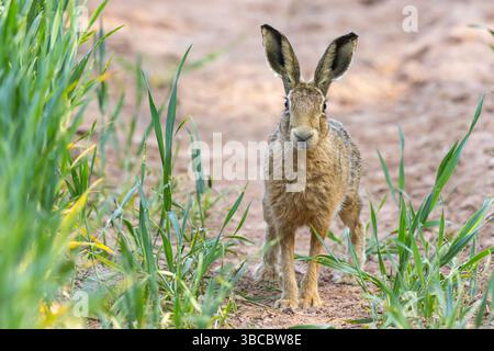 Nahaufnahme eines wilden britischen Hasen (Lepus europaeus), der auf allen Vieren isoliert steht und am Rande eines britischen Ackerlandes nach vorne starrt. Stockfoto