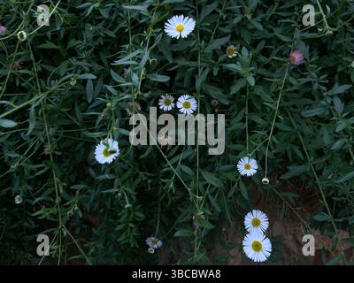 Ansammlung kleiner weißer Wildblumen, die an Gänseblümchen mit gelben Mittelpunkten erinnern und zwischen dichtem Grün in einem natürlichen Garten wachsen. Stockfoto