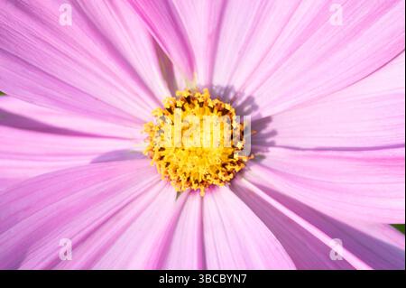 Nahaufnahme einer rosafarbenen Cosmo-Blume mit gelbem Zentrum Stockfoto