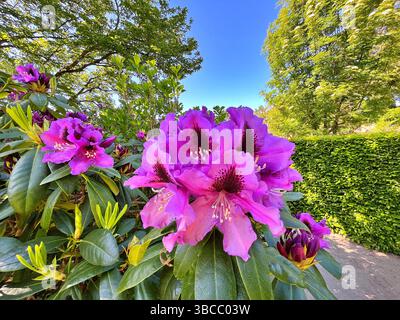 Große Azaleen oder Rhododendron im Stadtpark. Jahreszeit der blühenden Azaleen (Rhododendron) im Garten. Blumenhintergrund. Natur Stockfoto