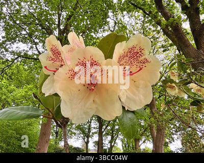 Große Azaleen oder Rhododendron im Stadtpark. Jahreszeit der blühenden Azaleen (Rhododendron) im Garten. Blumenhintergrund. Natur Stockfoto