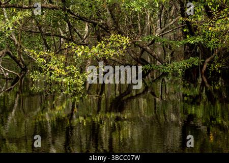 Schwarzwasser überflutete Wälder des Amazonasbeckens. Dieser besondere Lebensraum ist ein schwarzwassersumpf, langsam bewegendes Wasser, dunkel wie Tee, aber klar. Stockfoto