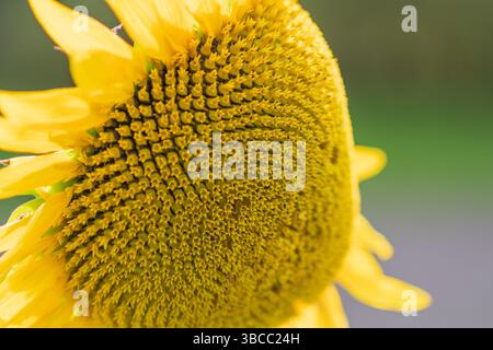 Makroaufnahme der Sonnenblumenscheibe, die ein kompliziertes Samenmuster enthüllt Stockfoto