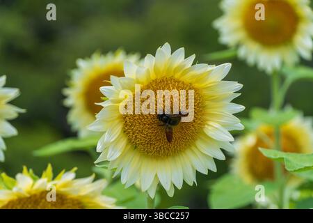 Zarte blassblaue Sonnenblumenblüte begrüßt eine Honigbiene in einem sonnendurchfluteten Feld Stockfoto