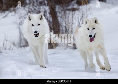 Der arktische Wolf, auch bekannt als weißer Wolf, Polarwolf und arktischer Grauwolf, ist eine Unterart des Grauwolfs, der in der hocharktischen Tundra beheimatet ist. Stockfoto