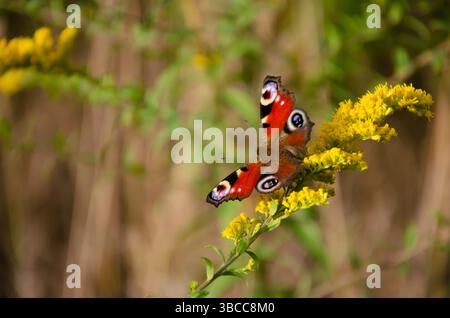 Zerbrechlich schöne Inachis io. Pfauenauge Schmetterling sitzt auf gelben Wildblumen mit Kopierraum. Natürlicher Hintergrund. Helle Insekten in freier Wildbahn auf sunn Stockfoto