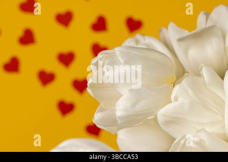 Tulpen auf gelbem Papier mit roten Herzen, roten Herzen und weißen Tulpenblüten auf gelbem Papier Stockfoto