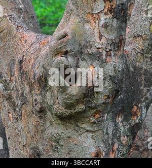 Ein herzförmiger Knoten in einem alten Baumstamm, der im Laufe der Zeit natürlich geformt wurde – ein einfaches, markantes Detail, das im Wald zu finden ist. Arten, möglicherweise Ficus-Familie (Feigen) Stockfoto