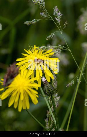 Weibliche Goldfurchenbiene Halictus subauratus an einer rauen Karettblüte Stockfoto