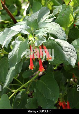 Brillante Fuchsia, Fuchsia fulgens, Onagraceae. Nord- und Zentralmexiko und Zentralamerika. Es ist ein Laub, aufrechter, sich ausbreitender Sträucher. Stockfoto
