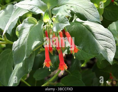 Brillante Fuchsia, Fuchsia fulgens, Onagraceae. Nord- und Zentralmexiko und Zentralamerika. Es ist ein Laub, aufrechter, sich ausbreitender Sträucher. Stockfoto