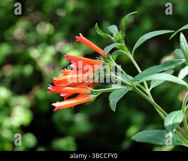 Brillante Fuchsia, Fuchsia fulgens, Onagraceae. Nord- und Zentralmexiko und Zentralamerika. Es ist ein Laub, aufrechter, sich ausbreitender Sträucher. Stockfoto