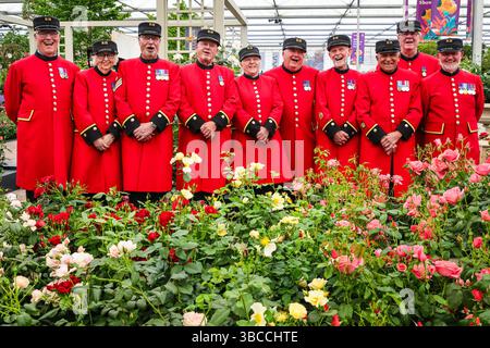 London, Großbritannien. Mai 2025. Die Chelsea Pensioners Singers singen und posieren Harkness Roses. Am Pressetag der Chelsea Flower Show auf der RHS können Floristen, Designer, Prominente und Einladende die vielen Gartendesigns und Blumenpräsentationen der berühmten Gartenbaushow erkunden und sich mischen. Quelle: Imageplotter/Alamy Live News Stockfoto