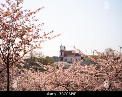 Kirschblüten, die die St. Philipp- und Jakobskirche in Vilnius umrahmen - Frühling in Litauen Stockfoto