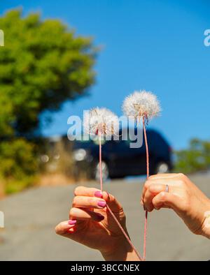 Zusammen reisen: Frau, die zwei Löwenzahnuhren hält, mit einem Auto im Hintergrund Stockfoto