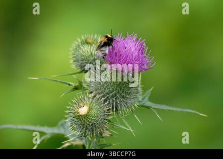Hummel auf blühender Distelblume – Makroaufnahme in natürlicher Umgebung Stockfoto