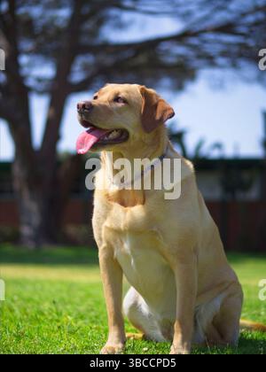 Glücklicher gelber Labrador Retriever, der an einem sonnigen Tag auf Gras im Park sitzt und die Zunge ausgezogen hat. Stockfoto