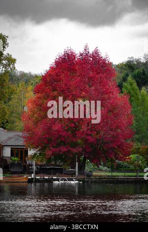 Ein großer, lebendiger roter Baum im Herbstlaub dominiert die Seeszene, seine Äste erstrecken sich über ein gemütliches Haus am ruhigen Wasser. Stockfoto