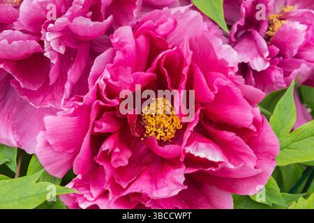 Nahaufnahme von Paeonia 'Kao' - Baumpfingstrose im Frühling. Stockfoto