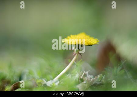 Ein leuchtend gelber Löwenzahn hebt sich vor dem sanften grünen Hintergrund ab. Stockfoto