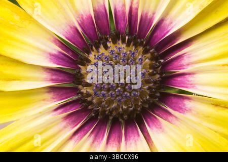 Extreme Nahaufnahme von Osteospermum 'Blue Eyed Beauty' Blume im Sommer. Stockfoto