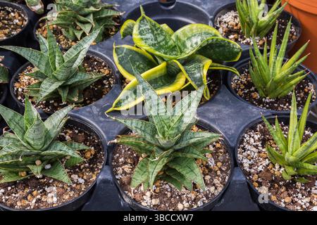 Gemischte Sansevieria und „süßer Sellerie“ – Sukkulente Pflanzen, die in Containern in einem kommerziellen Gewächshaus wachsen. Stockfoto
