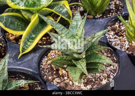 Gemischte Sansevieria und „süßer Sellerie“ – Sukkulente Pflanzen, die in Containern in einem kommerziellen Gewächshaus wachsen. Stockfoto