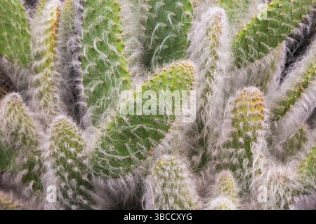 Opuntia – Kaktusfeige „Schnee“-Kakteen. Stockfoto