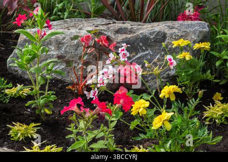 Gelbe Tagetes - Ringelblume, rote Petunie, rosa Begonia, weiße und rosa Geranium - Kranzschnabel, Nicotiana - Tabakpflanze im Frühjahr. Stockfoto