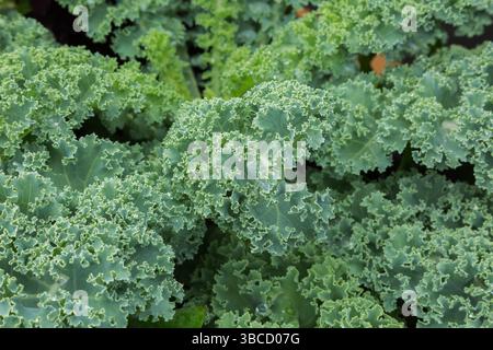 Nahaufnahme von Brassica oleracea - Curly Grünkohl im Sommer. Stockfoto