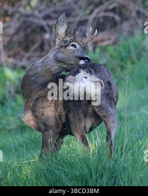 Ein Reh (Capreolus capreolus) in den Cotswold Hills Gloucestershire UK Stockfoto