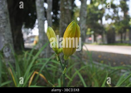 Batiklilien, nach ihrem Namen gelb-orange Batiklilien genannt, ähneln Narzissen. Diese schönen Blumen sollen in Gräben reichlich wachsen Stockfoto