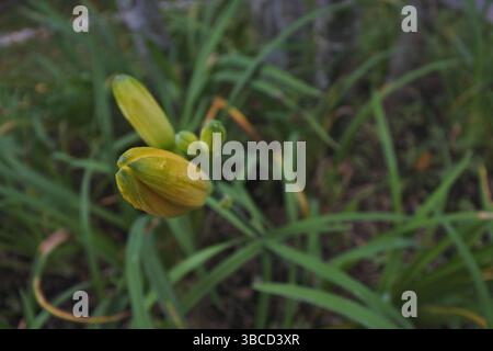 Batiklilien, nach ihrem Namen gelb-orange Batiklilien genannt, ähneln Narzissen. Diese schönen Blumen sollen in Gräben reichlich wachsen Stockfoto