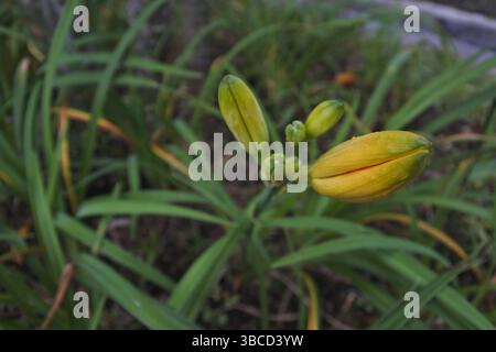 Batiklilien, nach ihrem Namen gelb-orange Batiklilien genannt, ähneln Narzissen. Diese schönen Blumen sollen in Gräben reichlich wachsen Stockfoto