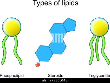 Lipidtypen. Nahaufnahme der Moleküle Triglycerid, Steroidhormone und Phospholipid. Lipidstruktur. Vektorabbildung. Medizinisches Poster. Schema Stock Vektor