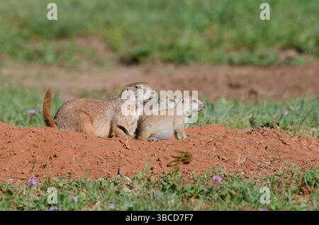 Schwarzschwanzhunde, Cynomys ludovicianus, Erwachsene mit Jungen Stockfoto