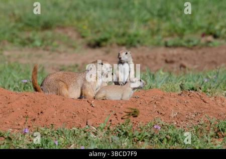 Schwarzschwanzhunde, Cynomys ludovicianus, Erwachsene mit Jungen Stockfoto