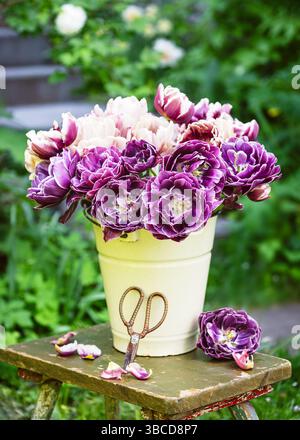 Frühlingsfloristisches Arrangement mit frischen bunten und verschiedenen Doppel-Tulpenblüten 'Dream Touch' in einem Emailleeimer auf einem rustikalen Holzstuhl Stockfoto