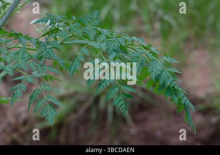 Gift Hemlock, Conium maculatum, Blätter Stockfoto
