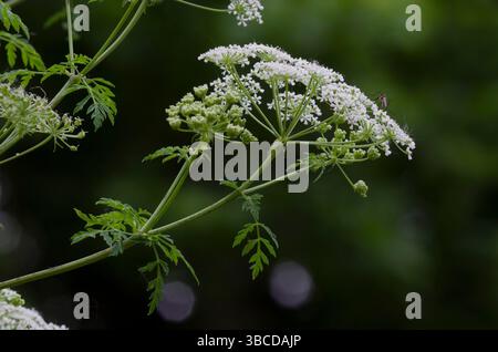 Poison Schierling, Conium maculatum Stockfoto