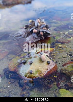 Ein Nahfoto von Felsen im Wasser, bedeckt mit kleinen Muscheln in einem Gezeitengebiet im Westen Washingtons. Stockfoto