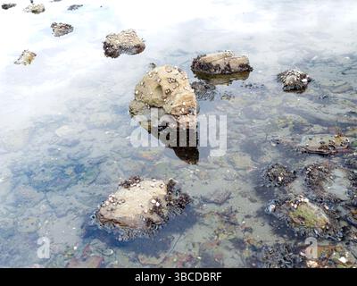 Ein Nahfoto von Felsen im Wasser, bedeckt mit kleinen Muscheln in einem Gezeitengebiet im Westen Washingtons. Stockfoto