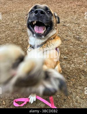 San Francisco, Kalifornien, USA – 1. April 2025: Ein brauner Hund springt bei der Anreicherung im Freien in einem Tierheim freudig auf die Kamera zu Stockfoto