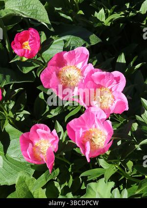 Pfingstrose „Ehre“, Paeonia „Ehre“, Paeoniaceae. UK. Hybridsorte. Die Pfingstrose oder Pfingstrose ist jede blühende Pflanze der Gattung Paeonia, die einzige Gattung in t Stockfoto