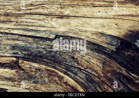 Eine dekorative Holzstruktur mit Fasern, Teile des Baumstamms Hintergrunddekoration ästhetische Details Stockfoto