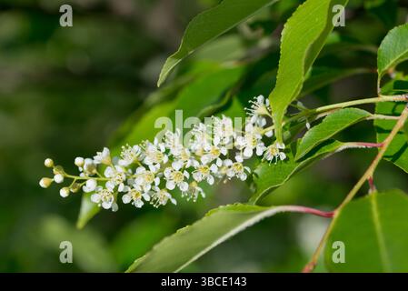 Wilde Schwarzkirsche, Prunus Serotina Frühling weiße Blumen Nahaufnahme selektiver Fokus Stockfoto