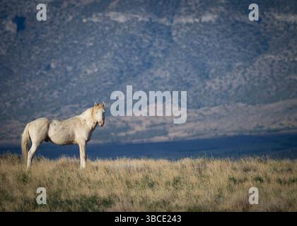 Wildpferdehengst in der West-Wüste Utah auf öffentlichem Land Stockfoto