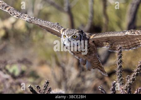 Eine mächtige Erwachsene Großhorneule (Bubo virginianus) während einer Flugvorführung im botanischen Garten der Phoenix-Wüste. Stockfoto