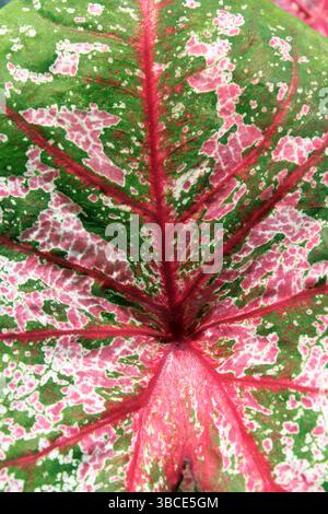 Rosa, grünes und weißes Blatt auf einer Caladium-Pflanze in einem tropischen Garten Stockfoto